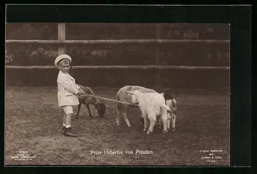 AK Prinz Hubertus von Preussen spielt mit Ziegen