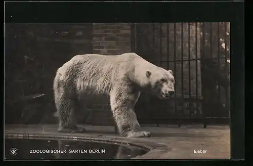 AK Eisbär im Innengehege mit Bassin im Berliner Zoo