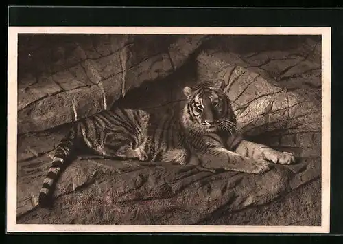 AK Tiger liegend in einer Höhle
