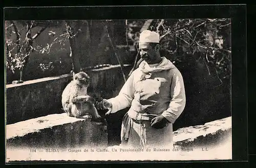 AK Blida, Gorges de la Chiffa. Un Pensionnaire du Ruisseau des Singes