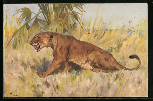 Künstler-AK Löwin auf der Jagd in freier Wildbahn