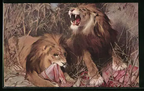 Künstler-AK Zwei männliche Löwen beim Verzehren von Beute