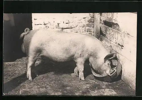 AK Schwein im Stall beim Fressen aus einer Schüssel