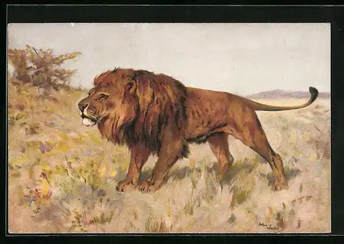 Künstler-AK Männlicher Löwe in freier Wildbahn
