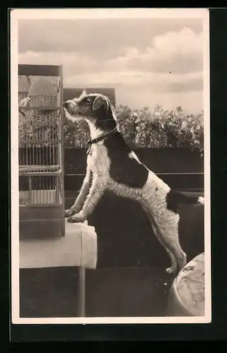 AK Ein Terrier steht mit den Vorderpfoten auf einem Balkontisch mit Vogelkäfig