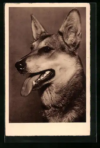 AK Portrait eines Schäferhundes mit hängender Zunge