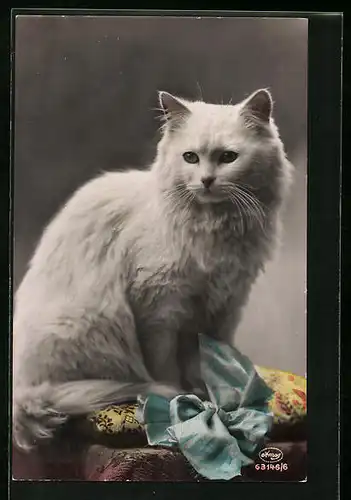 AK Portrait einer weissen Katze auf einem Kissen