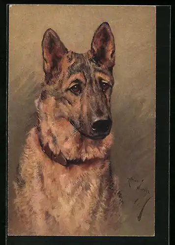 Künstler-AK Portrait eines älteren Schäferhundes