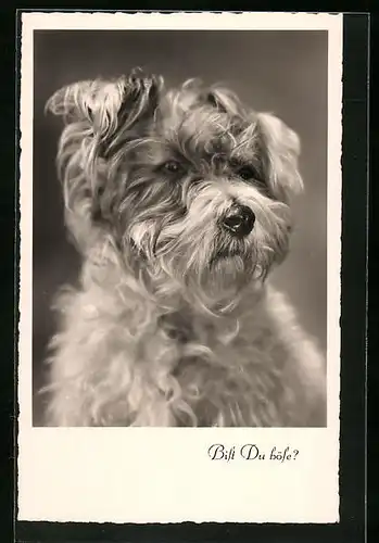 AK Portrait eines Terriers