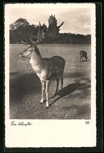 AK Ein Schaufler auf eingezäunter Wiese