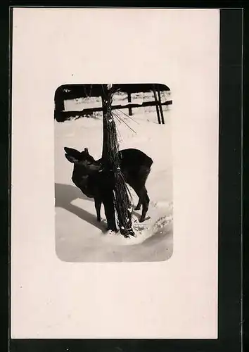 AK Rehkitz an einer Garbe im Schnee