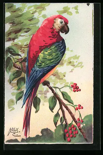 Künstler-AK Papagei auf einem Zweig mit roten Beeren