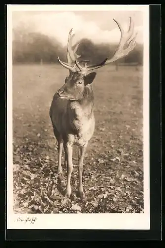 AK Damhirsch auf einer Weide, von vorn aufgenommen