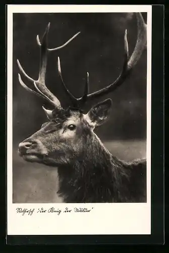 AK Rothirsch, der König der Wälder (Portrait)