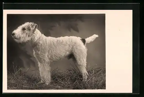 AK Portrait eines jungen Foxterriers im Gras