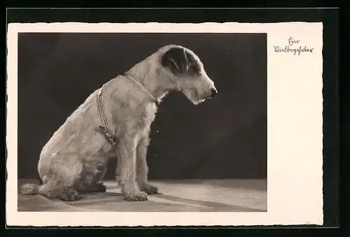 AK Portrait eines jungen Terriers mit Geschirr