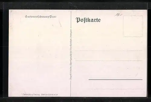 Künstler-AK Gartenrotschwanz-Paar an einer Tränke