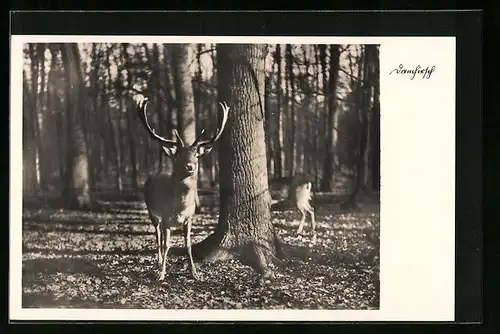 AK Damhirsch im Herbstwald