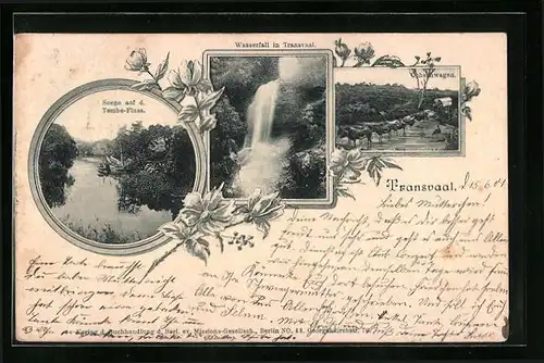 AK Transvaal, Scene auf d. Tembe-Fluss, Wasserfall, Ochsenwagen