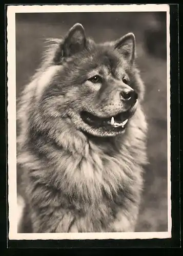AK Portrait eines Schäferhundes mit langem Fell