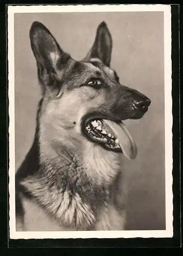 AK Portrait eines deutschen Schäferhundes
