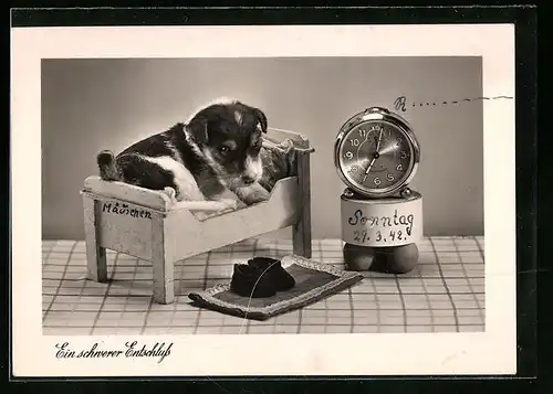 Künstler-AK Hundewelpen in einem Bettchen