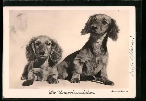 AK Die unzertrennlichen - Dackelpaar