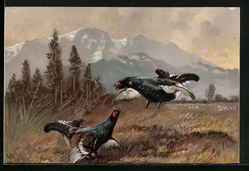 Künstler-AK Auerhähne vor Bergkulisse