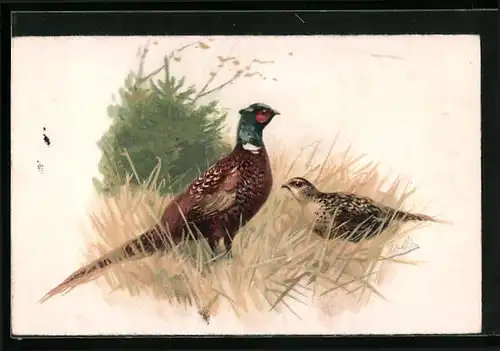 Künstler-AK Fasanenpaar in freier Wildbahn