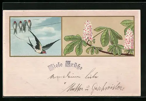 Künstler-AK Schwalben auf Stromleitung, Blühende Kastanien