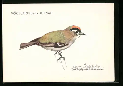 Künstler-AK Winter-Goldhähnchen (Vögel unserer Heimat)