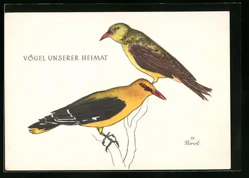 Künstler-AK Pirol (Vögel unserer Heimat)