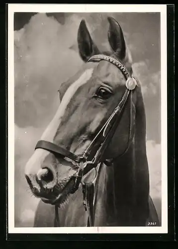 AK Pferd mit Zaumzeug