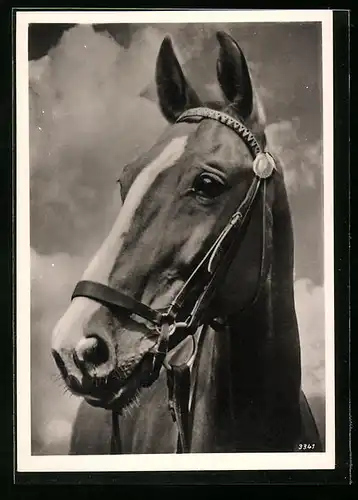 AK Pferd mit Zaumzeug