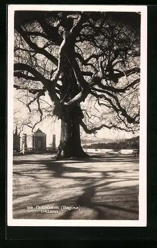 AK Dubrovnik, Trsteno