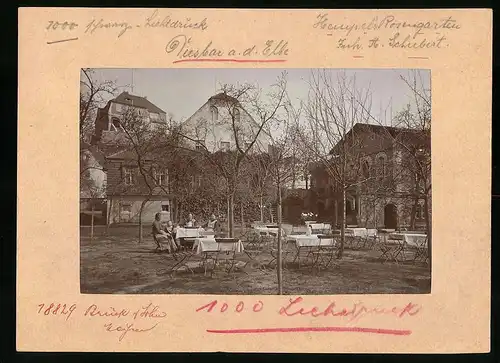 Fotografie Brück & Sohn Meissen, Ansicht Diesbar a. d. Elbe, Gartenpartie in Hempels Rosengarten