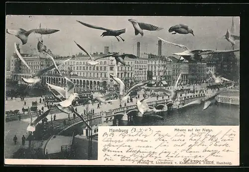 AK Hamburg, Möwen auf der Alster