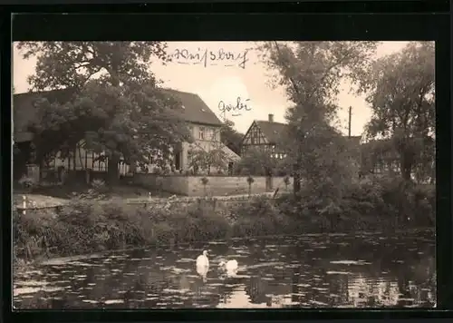 AK Weissbach /Kr. Schmölln, Uferpartie mit Schwänen
