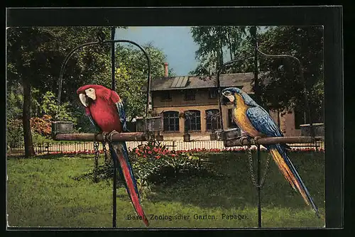 AK Basel, Zoologischer Garten, Papageien