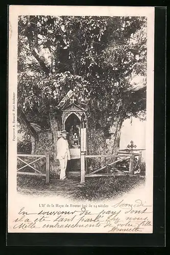 AK La Haye de Routot, L`If` de la Haye de Routot âgé de 14 siècles