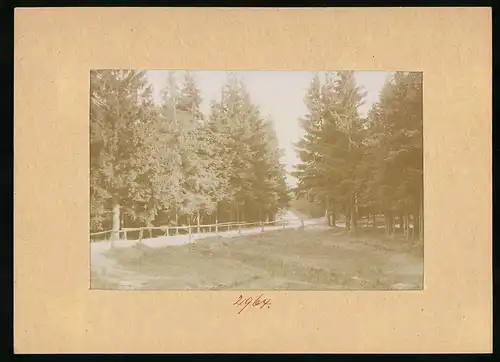 Fotografie Brück & Sohn Meissen, Ansicht Herrndorf-Hetzdorf, Weg Schneise 21 nach Grillenburg