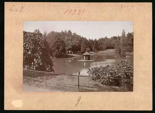 Fotografie Brück & Sohn Meissen, Ansicht Wurzen, Partie im Stadtpark mit Entenhäuschen