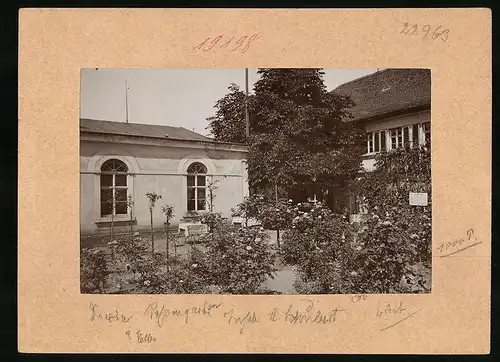 Fotografie Brück & Sohn Meissen, Ansicht Diesbar / Elbe, Parie im Rosengarten