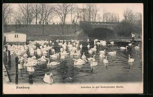 AK Hamburg, Schwäne in der Hohenfelder Bucht