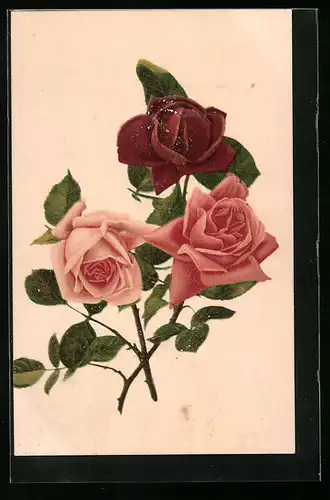 AK Blühende rosa und rote Rosen