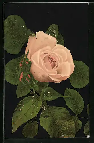 AK Blühende rosa Rose und Knospen