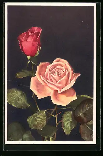 AK Rosa und rote Rose in Blüte