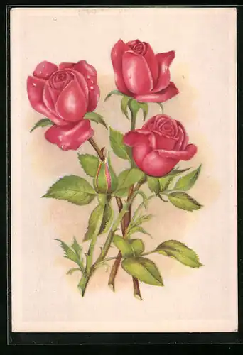 AK Drei rote Rosen in Blüte