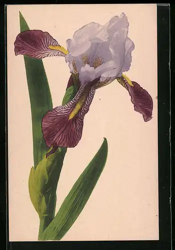 Künstler-AK Lilienblüte mit Blättern (Iris)