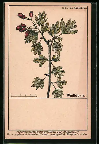 Künstler-AK Weissdorn - Botanische Bestimmungskarte